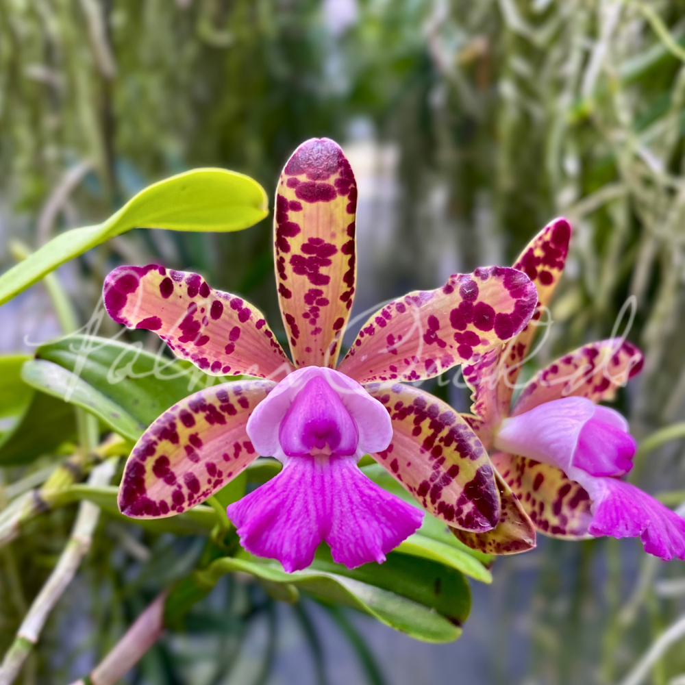 C.+Lulu+Land+Palmer+Orchids+1.